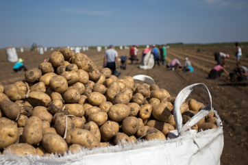 На Украине из-за неурожая вынуждены есть российский картофель